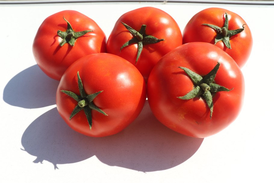 Томат таймыр