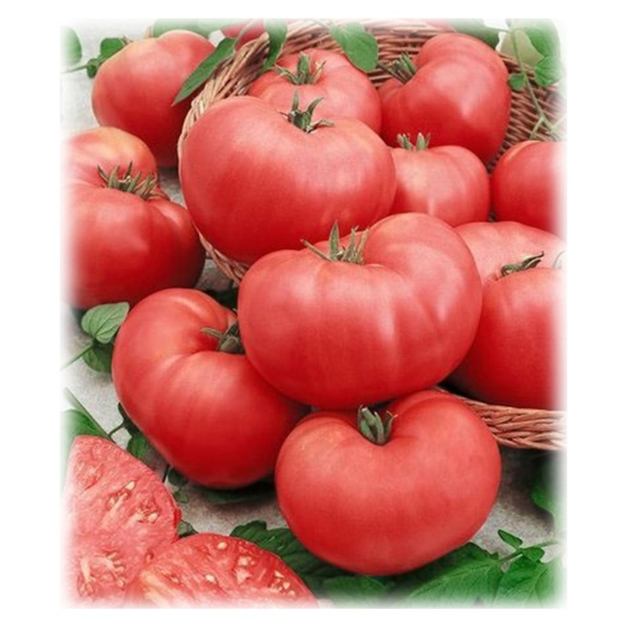 Ролекс томат гавриш