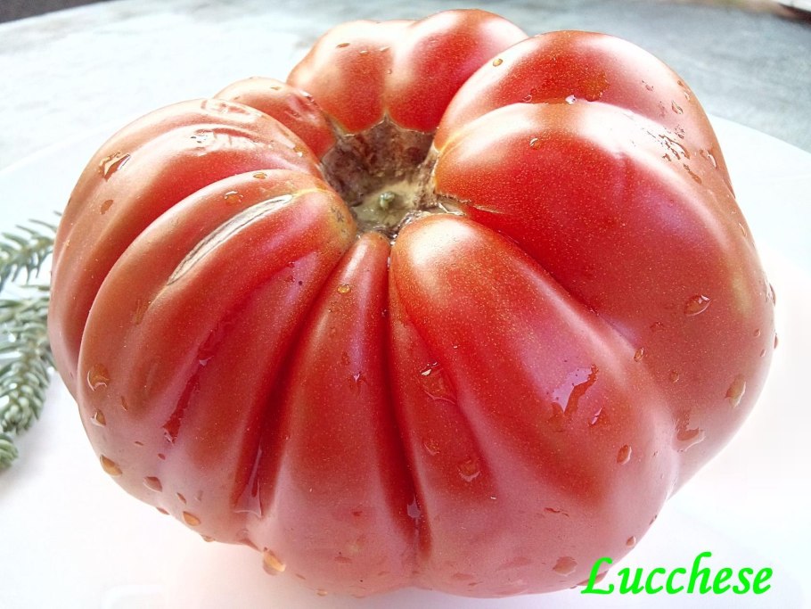 Помидоры Быстренок f1