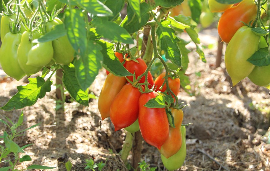 Помидоры сорт пир на весь мир