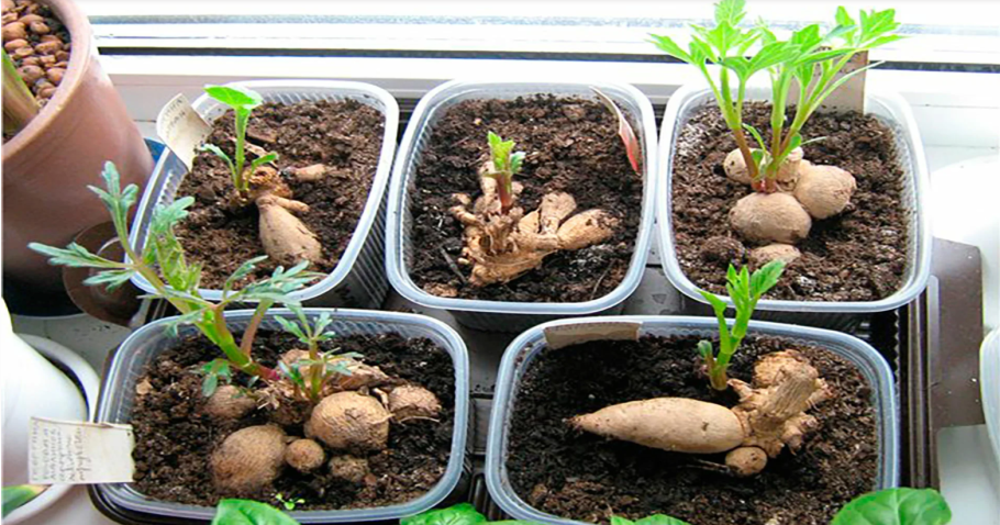 Лиатрис колосковый