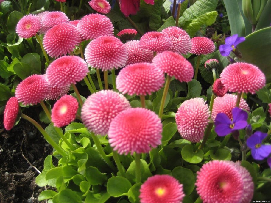 Многолетние растения зимующие в открытом грунте