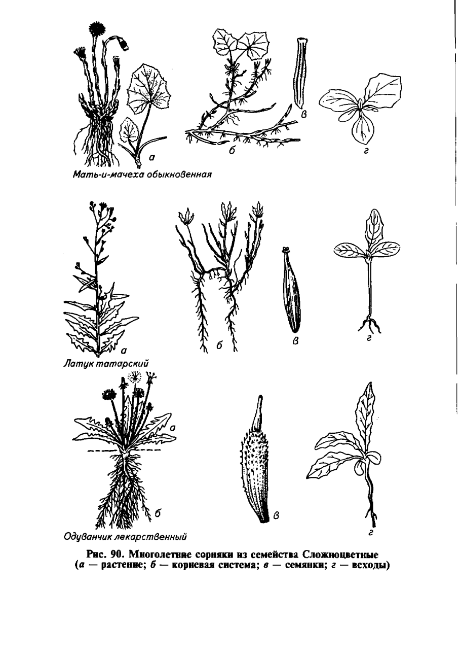 Гейхера рассада