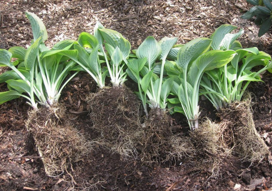 Хоста корни