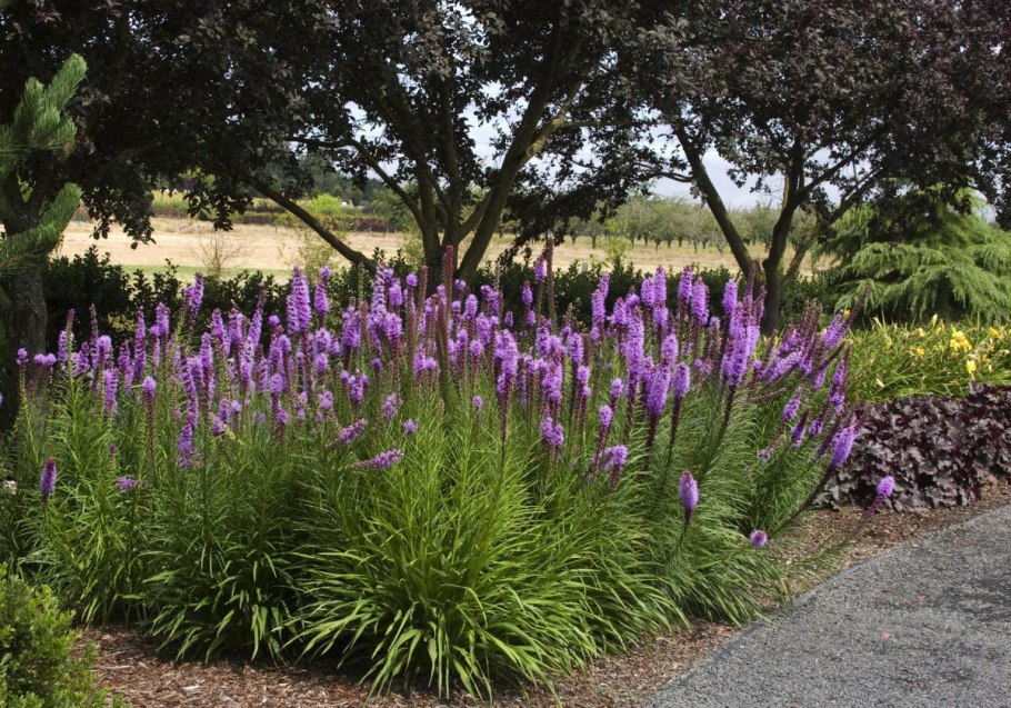 Вероника колосковая