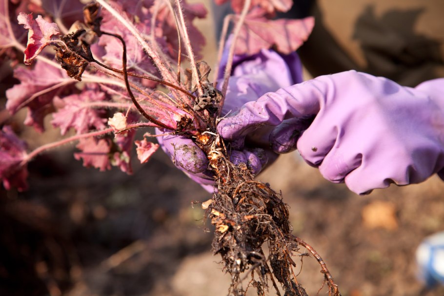 Лиатрис спиката spicata