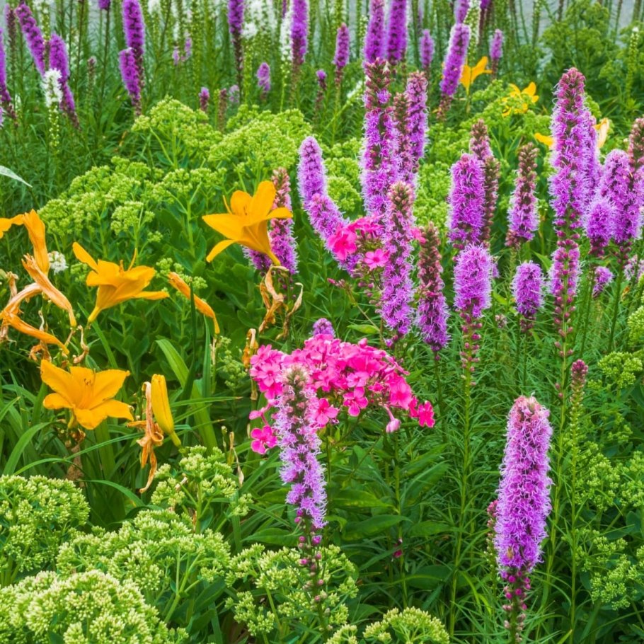 Пролеска рассада