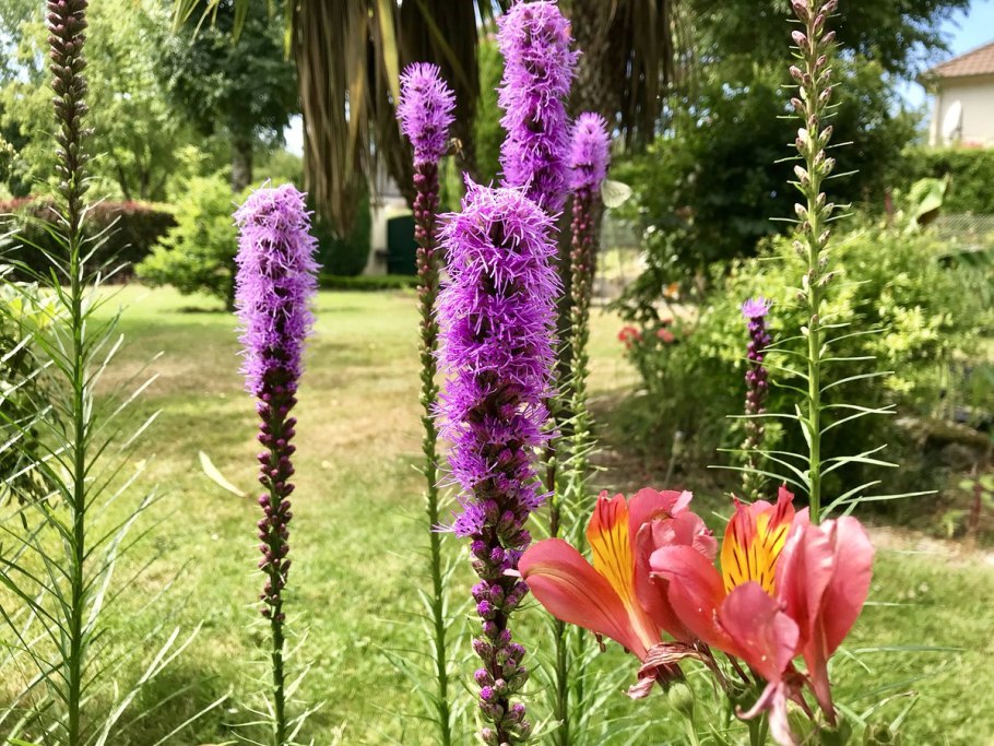 Лиатрис Пикадор