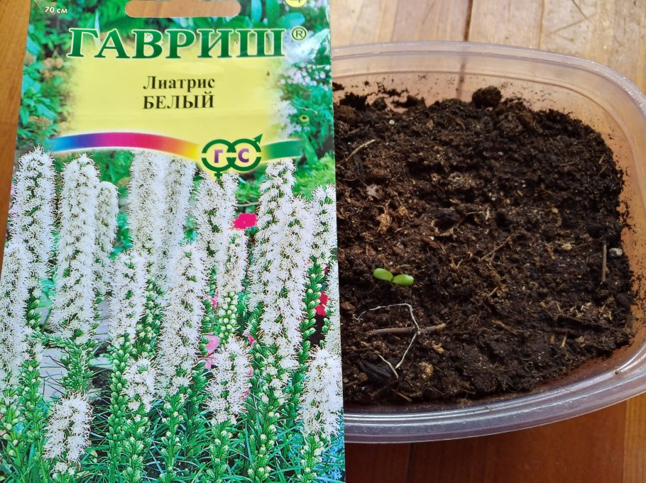 Лиатрис гайфитер