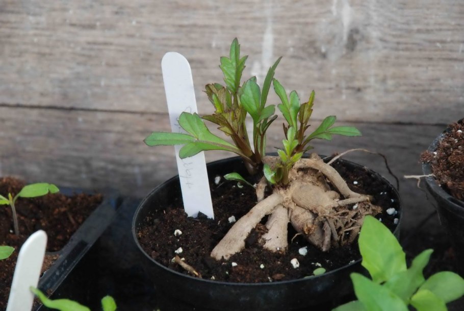 Книфофия Ягодная Тукка