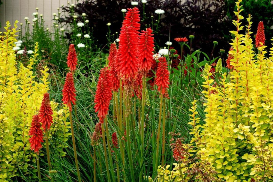 Укорененные черенки флоксов