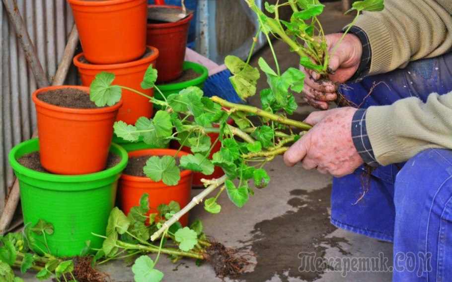 Вероника колосковая Ротфучс