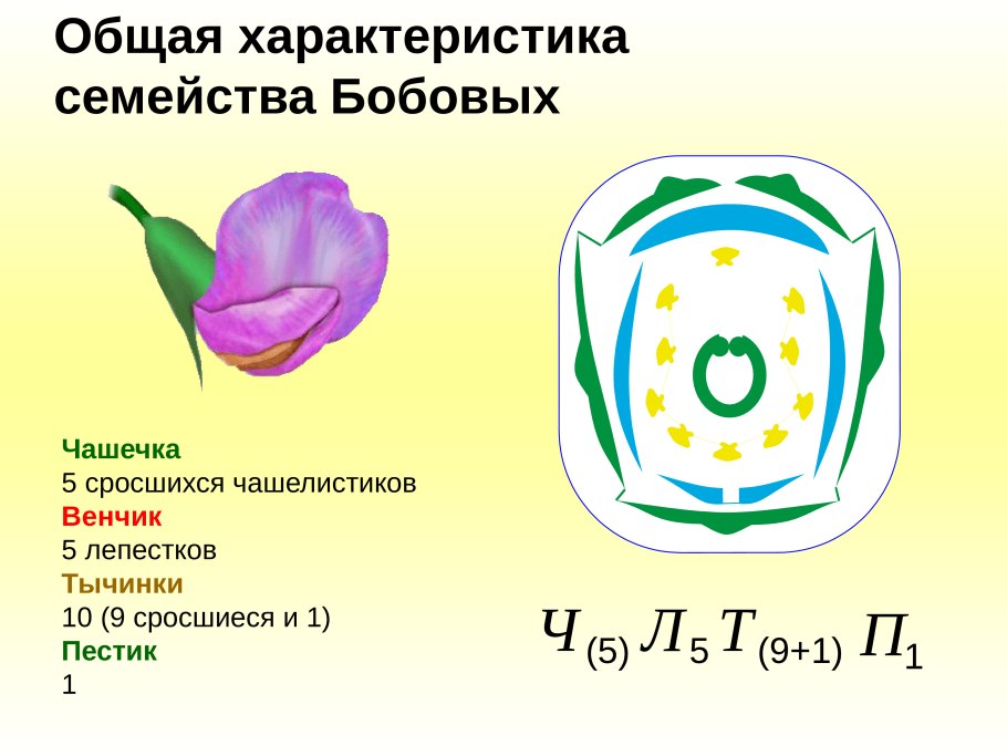 Семейство Мотыльковые бобовые формула цветка