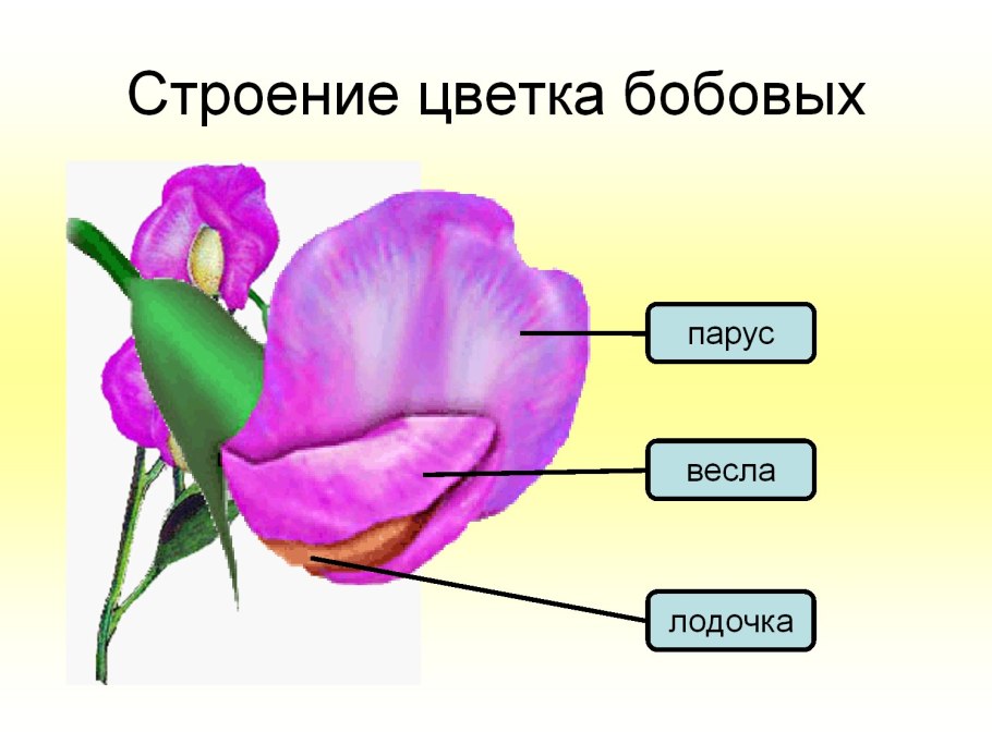 Семейство Мотыльковые бобовые строение цветка