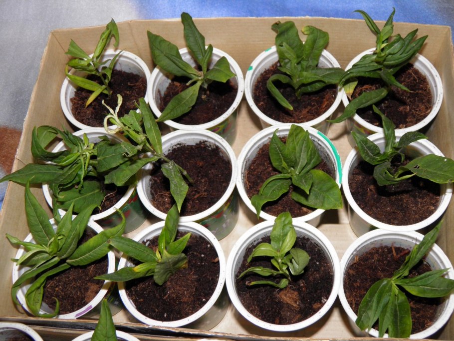 Лиатрис колосистая