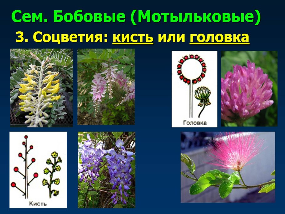 Формула и диаграмма цветка гороха посевного