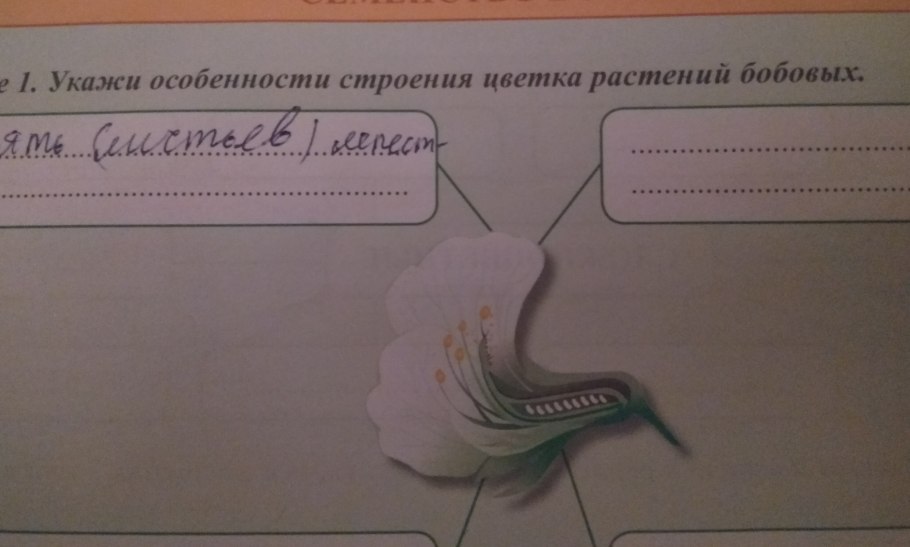 Бобовые Мотыльковые растения