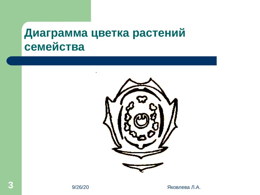 Диаграмма семейства мотыльковых