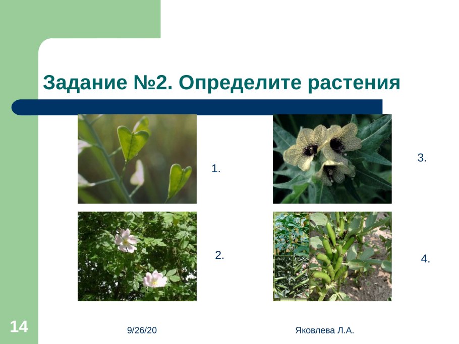 Соцветие мотыльковых растений