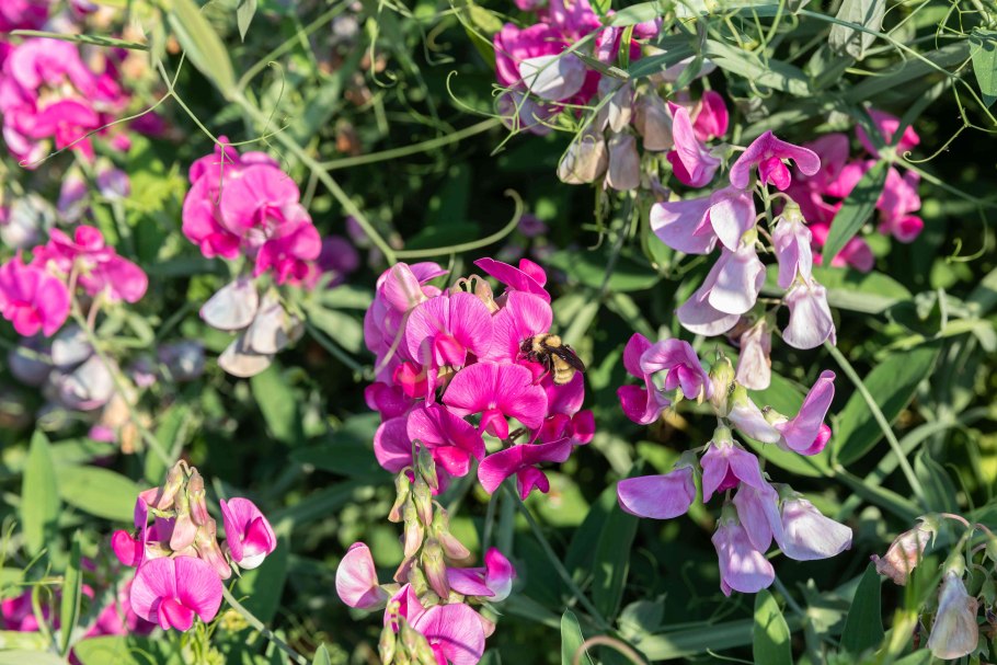 Lathyrus tingitanus