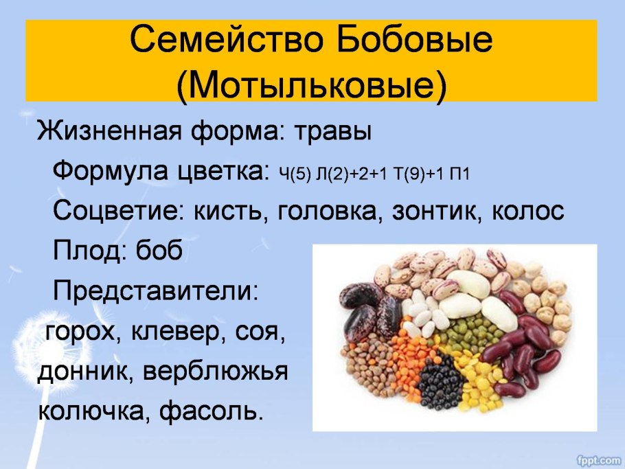 Семейство бобовых мотылькоые