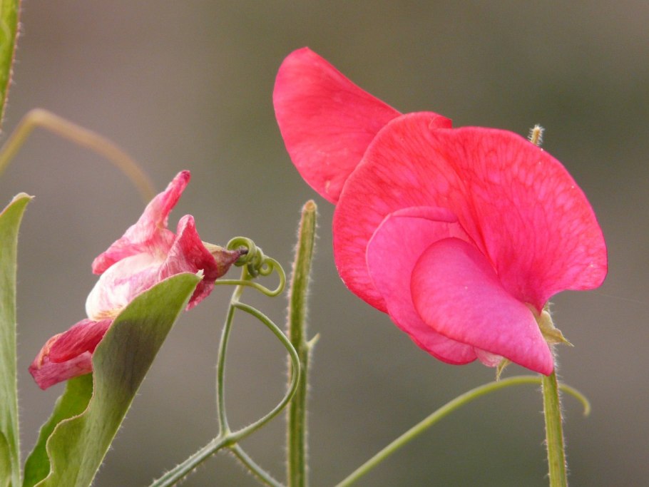 Vicia Faba l плод