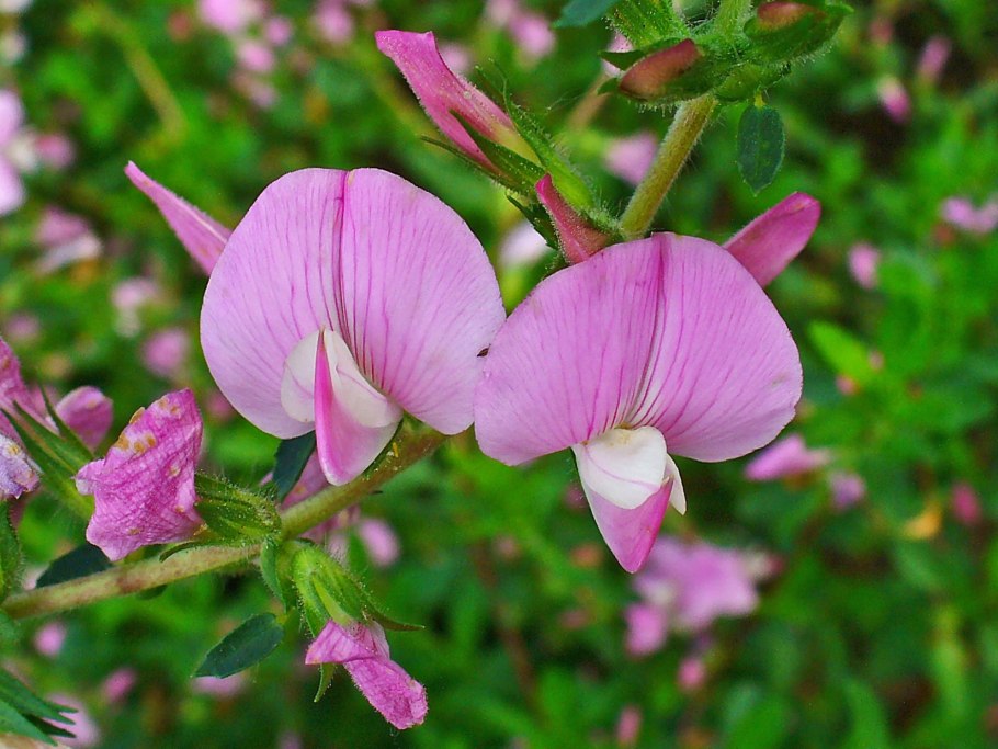 Solanaceae Family