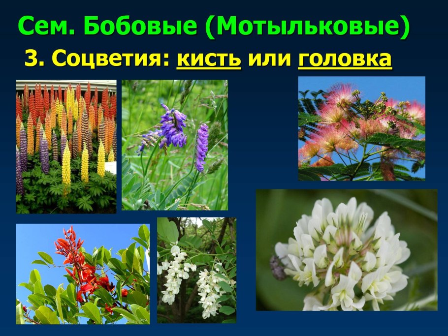 Fabaceae семейство