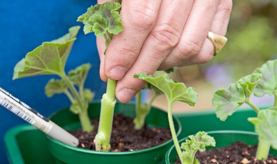 Вегетативное размножение хвойных