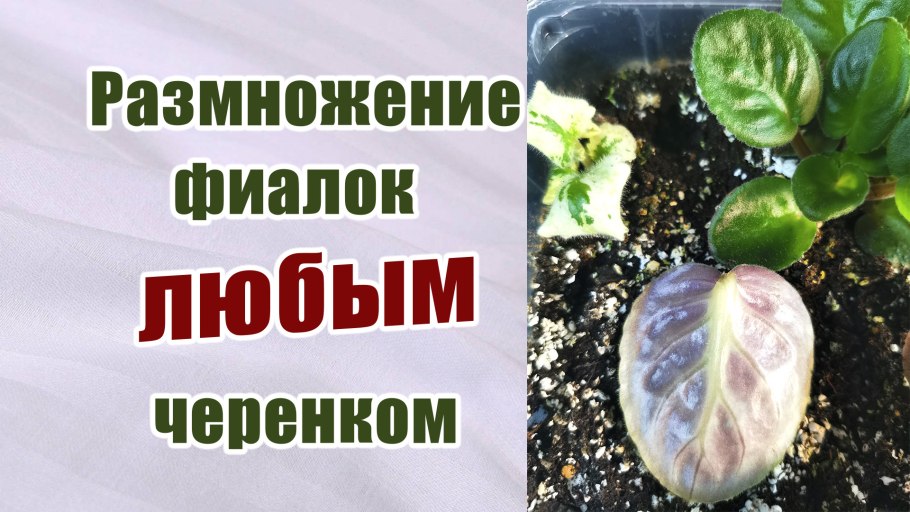 Черенок лимона