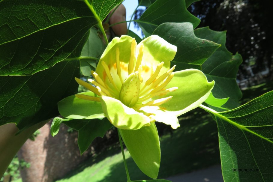 Ветка тюльпанового дерева