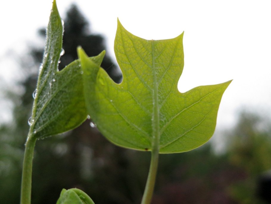 Лириодендрон плоды