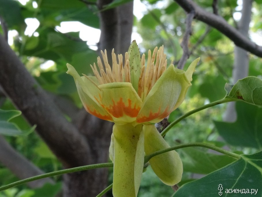 Лист лириодендрона