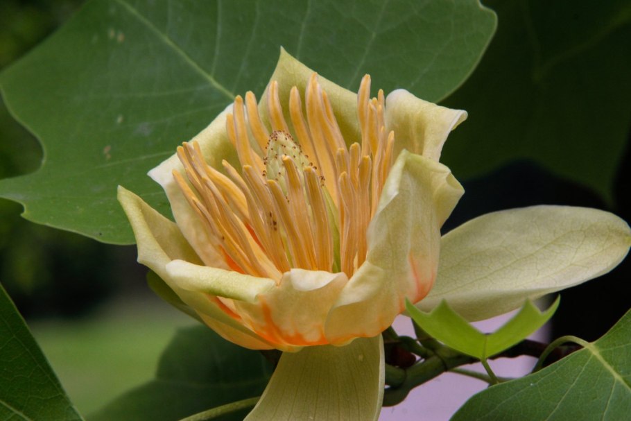 Трубка голландца цветок