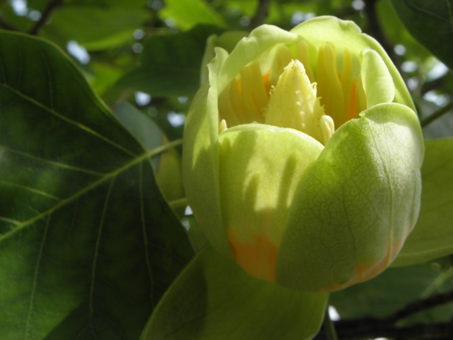 Tulip Poplar
