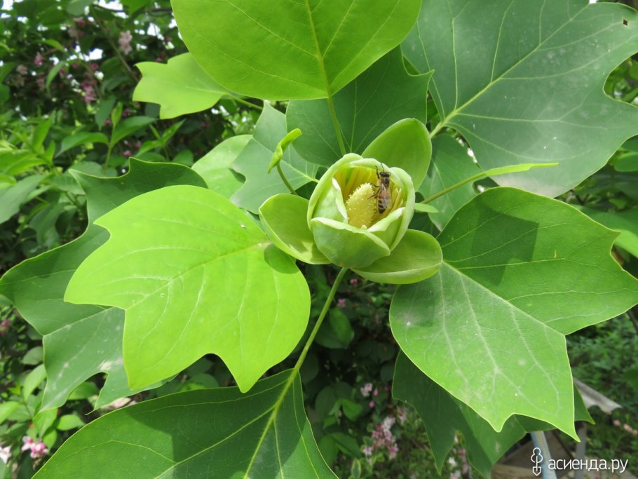 Лириодендрон всходы