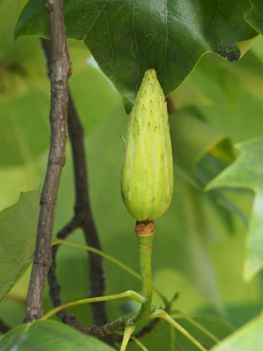 Лист лириодендрона