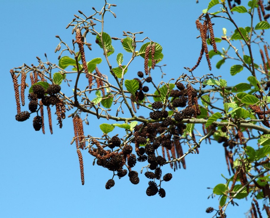 Alnus glutinosa (ольха европейская)