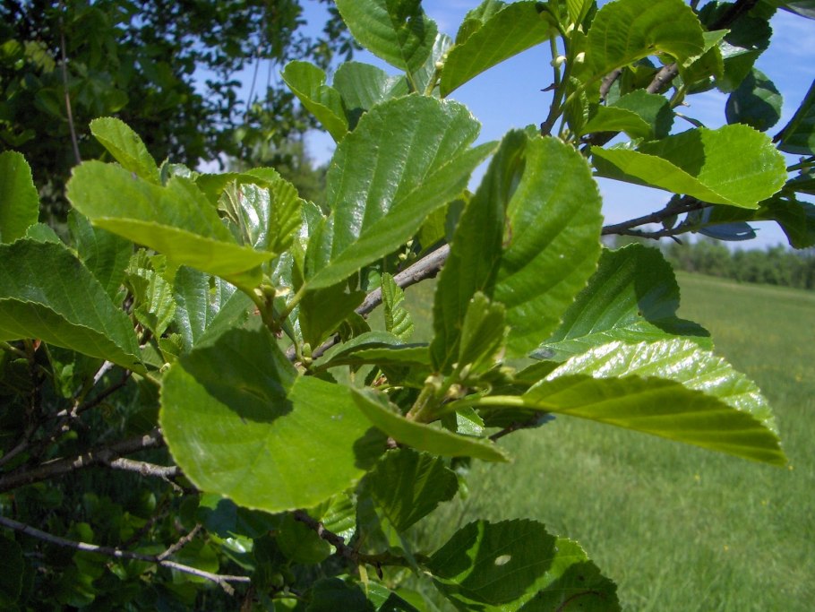 Ольха клейкая – Alnus glutinosa. Мужской и женский побег