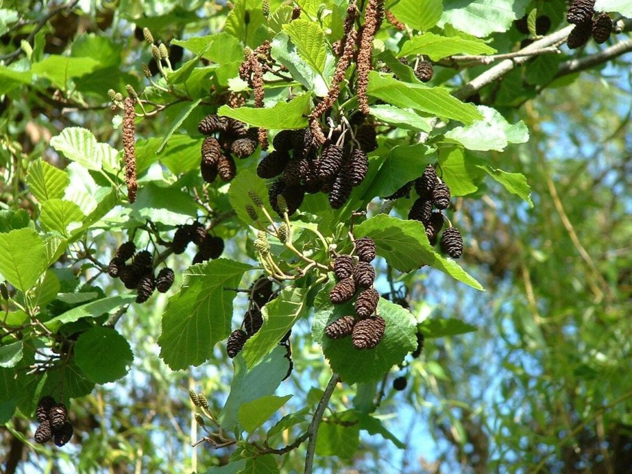 Ольха серая Alnus incana