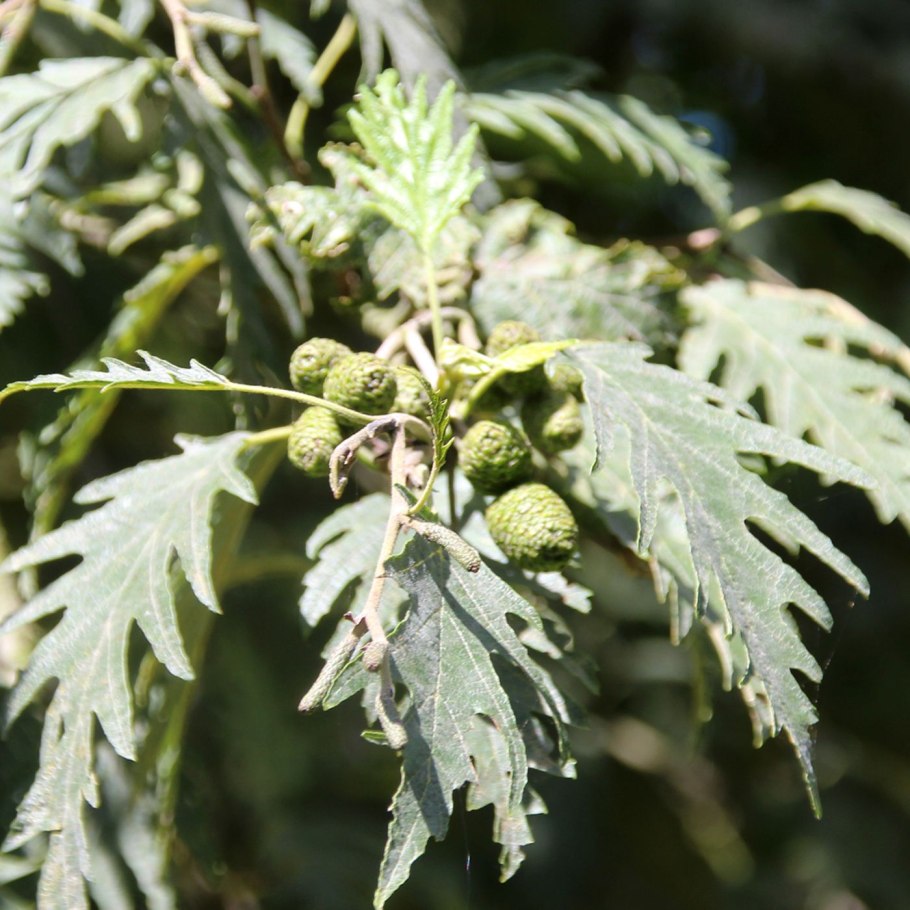 Alnus glutinosa (ольха европейская)