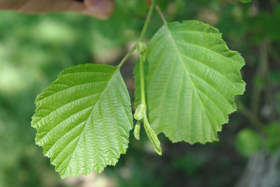Alnus incana (ольха серая) 'pendula'