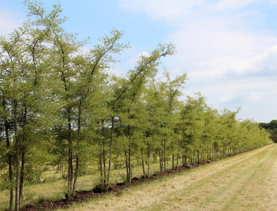 Alnus glutinosa
