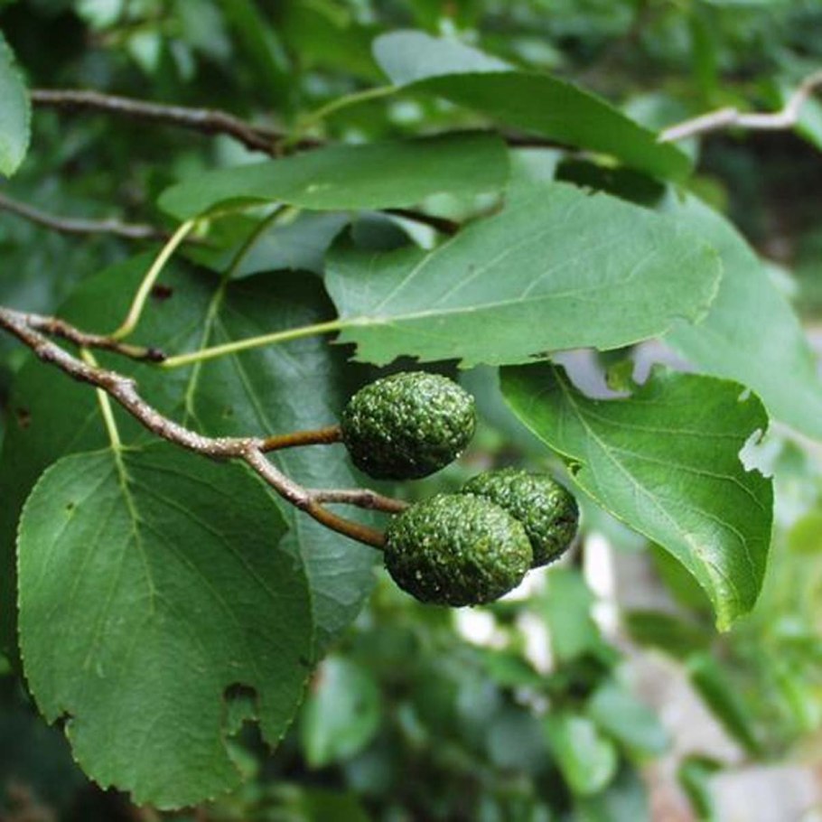 Ольха черная `Империалис` Alnus glutinosa `Imperialis`