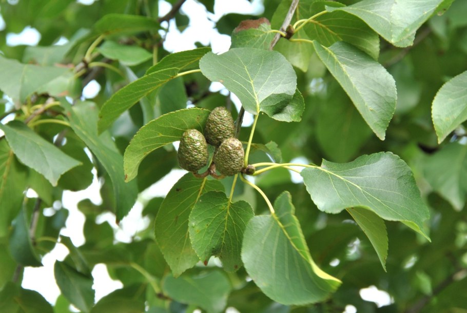 Ольха серая Alnus incana