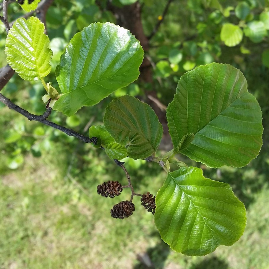 Ольха черная (Alnus glutinosa)