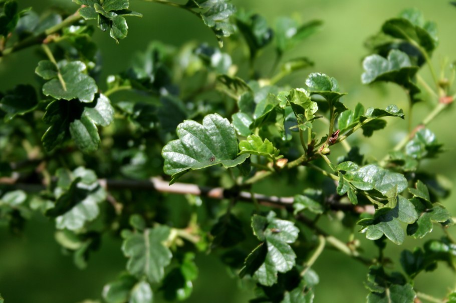 Ольха черная (Alnus glutinosa)