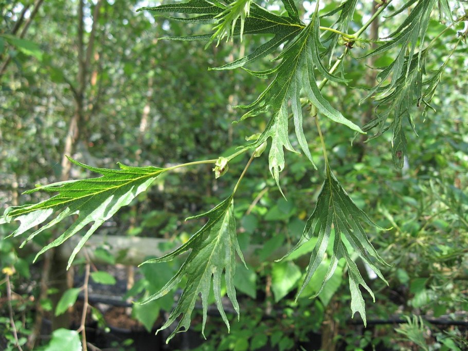 Alnus glutinosa (ольха европейская)