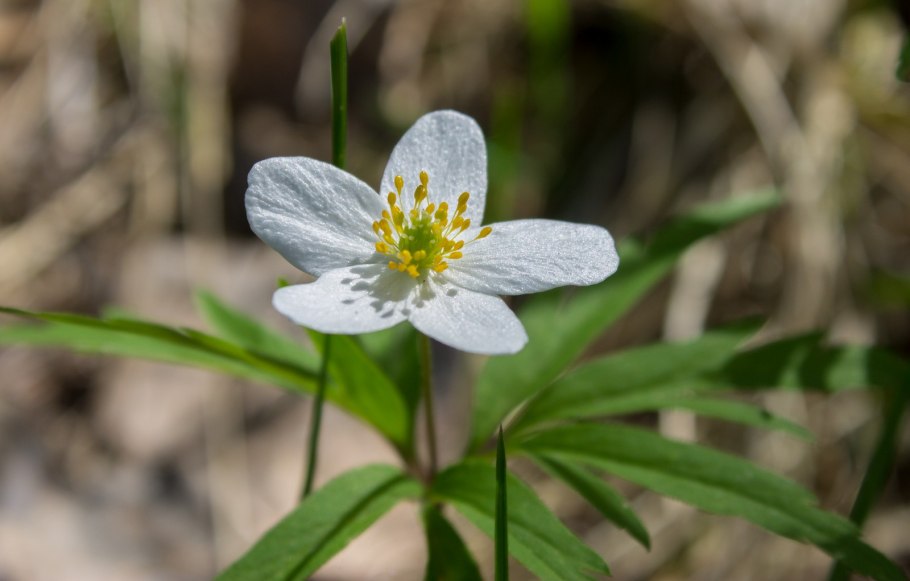 Anemone Robinsoniana