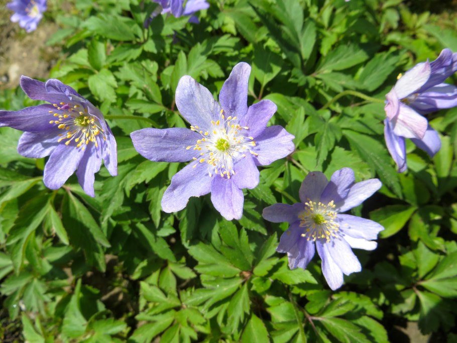 Анемона ветреница голубая